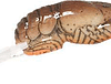 REB TEENY WEE CRAW 1/10-BROWN
