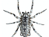 LH PHANTOM SPIDER 2" 1/4OZ HUNTSMAN