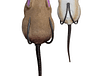 LH FURENZY MOUSE BROWN 2 IN