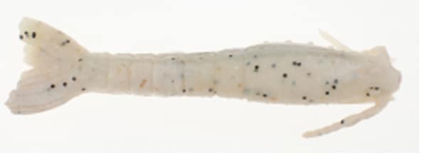 BERK SW GULP 3" SHRIMP SUGAR&SPICE